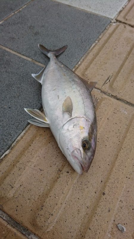 ノマセで青物　in　和歌山マリーナシティ