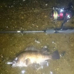 メバルプラグポンポン