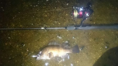 メバルプラグポンポン