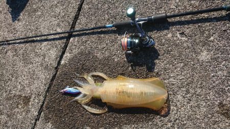 エギング2