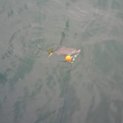 またまたノマセで青物連発