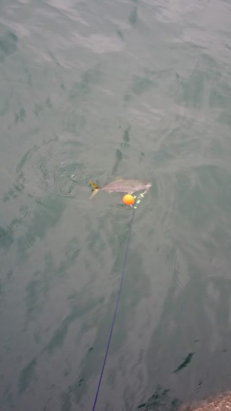 またまたノマセで青物連発