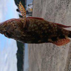 出雲市 河下港での初釣果