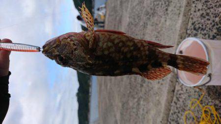 出雲市 河下港での初釣果