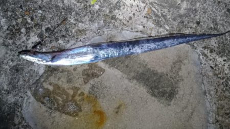 太刀魚 アタリ少ない