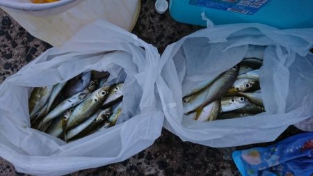 十六島防波堤でのサビキ釣果