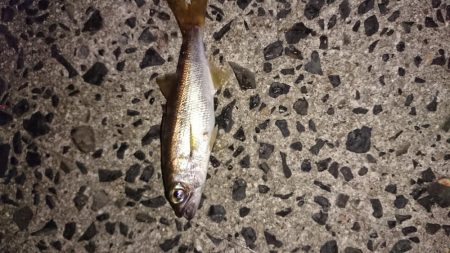 サビキでまさかのムツ？