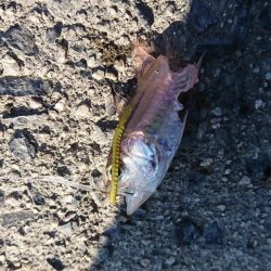 ちょい投げ&サビキ