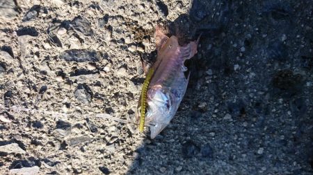 ちょい投げ&サビキ