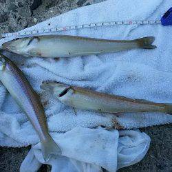 都志港へキス調査