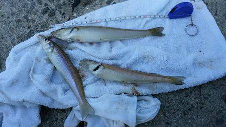 都志港へキス調査