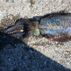 アオリイカとタチウオ狙いで行ってきました。