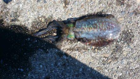 アオリイカとタチウオ狙いで行ってきました。