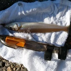 東二見へ落ちギス調査