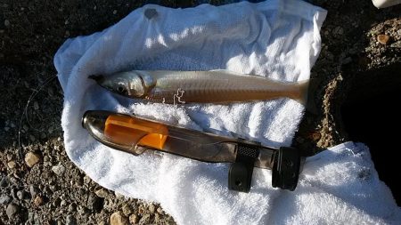 東二見へ落ちギス調査