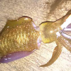 アジングエギング