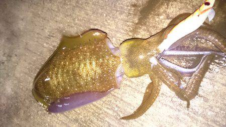 アジングエギング