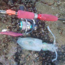 ロックフィッシュ＆エギング＆アジゴ釣り