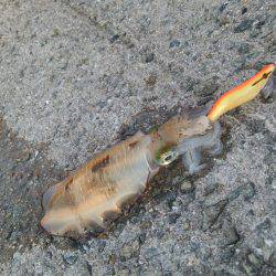 teamゲッソー調査隊