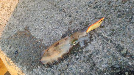 teamゲッソー調査隊