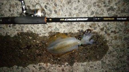 teamゲッソー調査隊