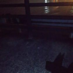 ちっちゃいの多数?