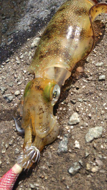 teamゲッソー調査隊