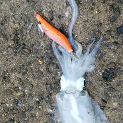 なんとか坊主回避