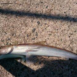 チヌ&ジギング　宮津　ランガン