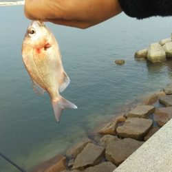 久しぶりの姫路でセイゴ。