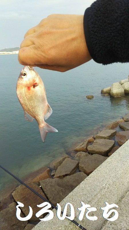 久しぶりの姫路でセイゴ。