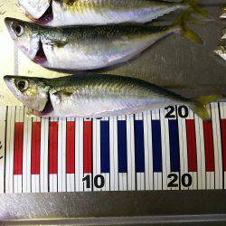 ちょい投げサビキ