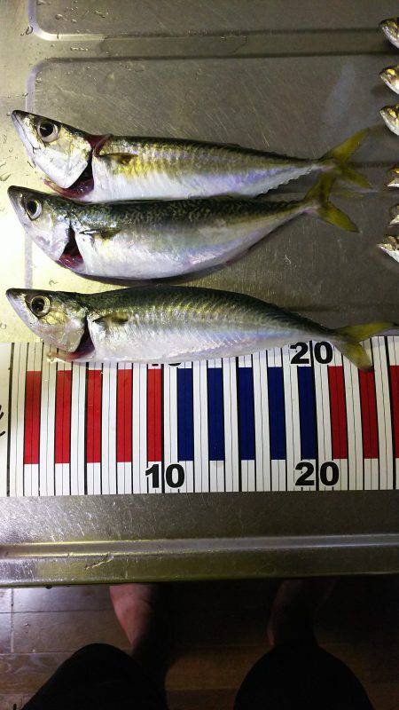 ちょい投げサビキ