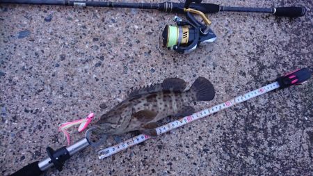 西表島 強風止まず、１週間ぶりに出掛けました。