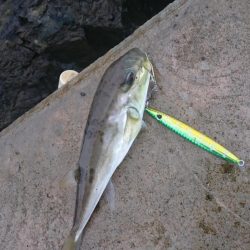 サゴシは お留守