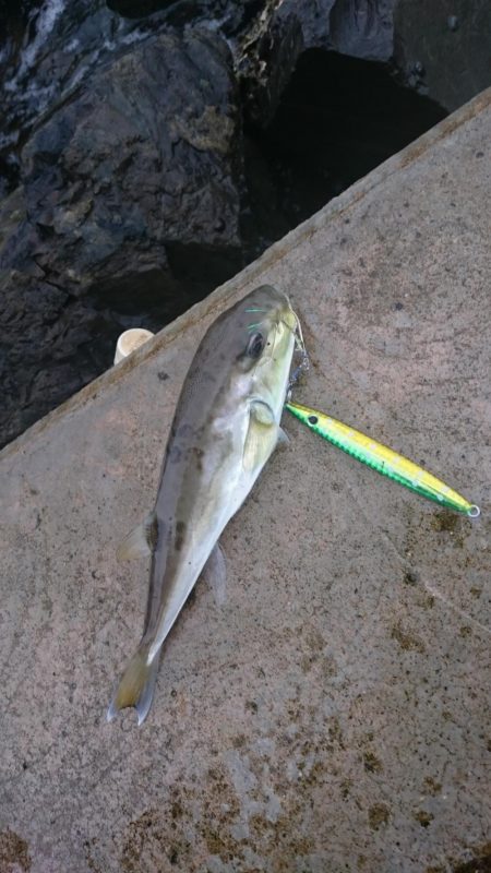 サゴシは お留守