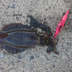 エギング&エソング