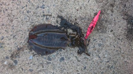 エギング&エソング