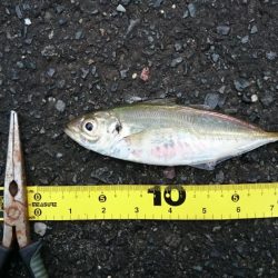 台風後のデイアジング