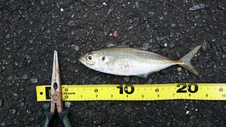 台風後のデイアジング