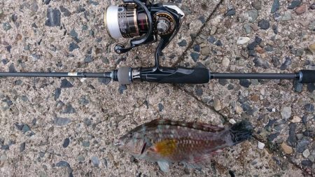 ライトソルト　エソ