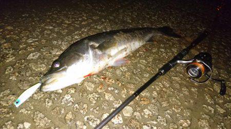 ソラリアでシーバス