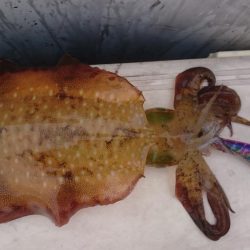 フィッシャーマンドリームDI乗船