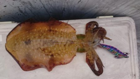 フィッシャーマンドリームDI乗船