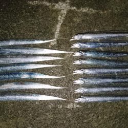 ケーソンタチウオ