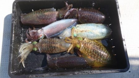 盛漁丸でティップラン