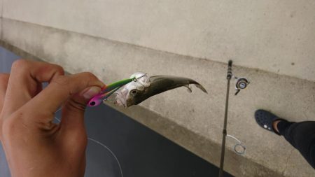 ミニミニシーバス