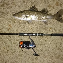 シーバスと珍客