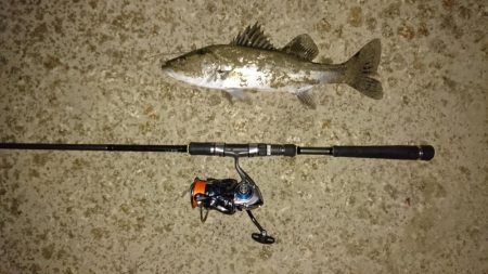 シーバスと珍客