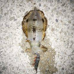 アオリイカ2杯のみ